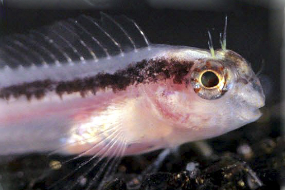 Parablennius rouxi_2174